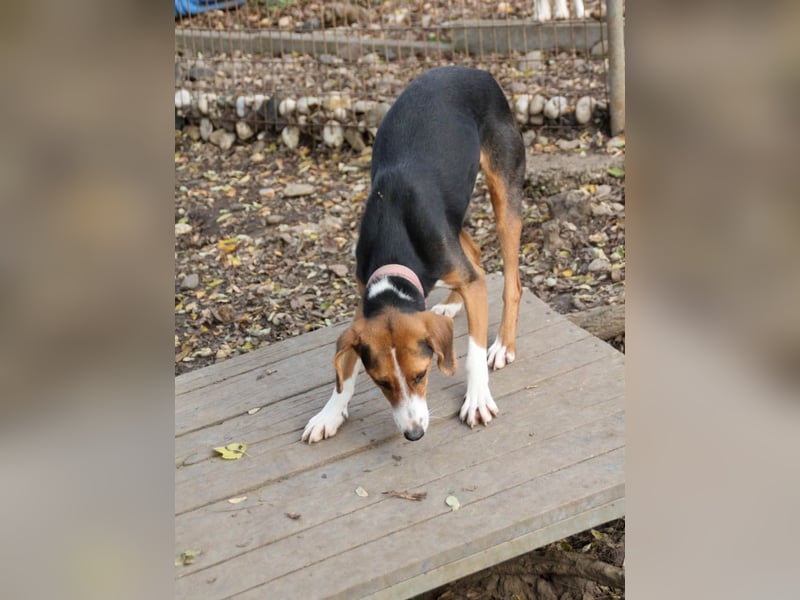 wunderschöne OFELIA, jung, schlau, friedlich