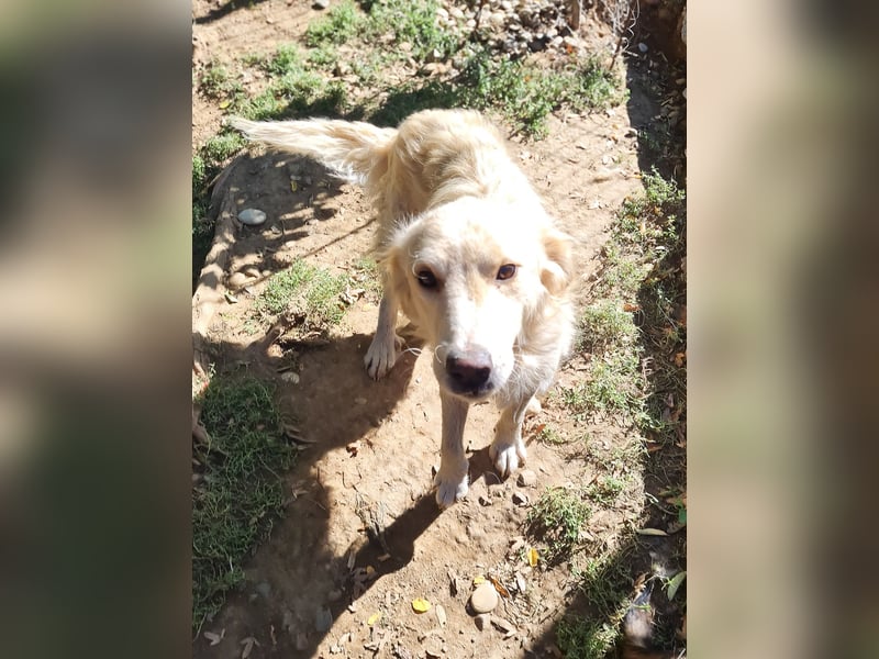 Charmanter MAXIM verzaubert durch seine fröhliche lustige Art