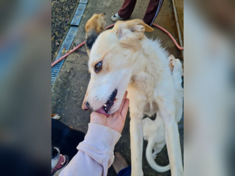 Lebensfrohe LIMA bezaubert durch ihre fröhliche und liebe Art