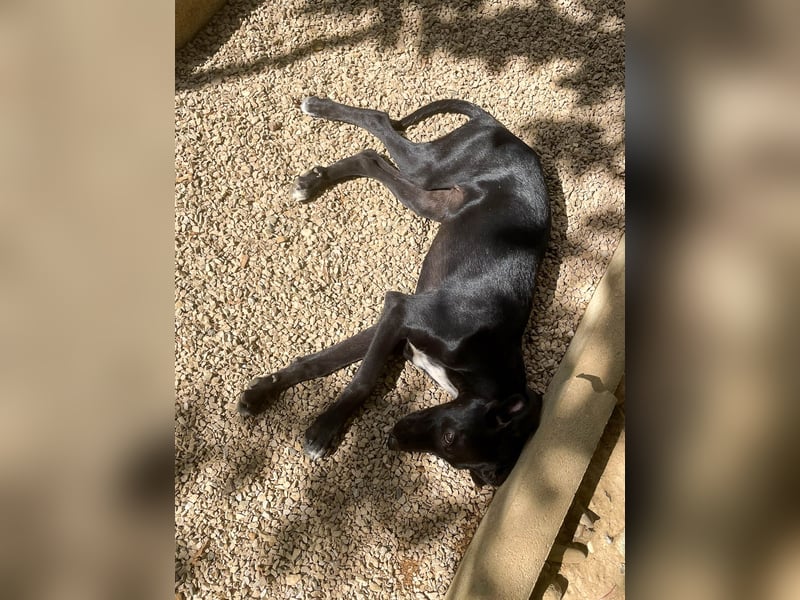 Zuckersüße IRMA ist ein Engel auf 4 Pfoten Zuckersüße IRMA ist ein Engel auf 4 Pfoten