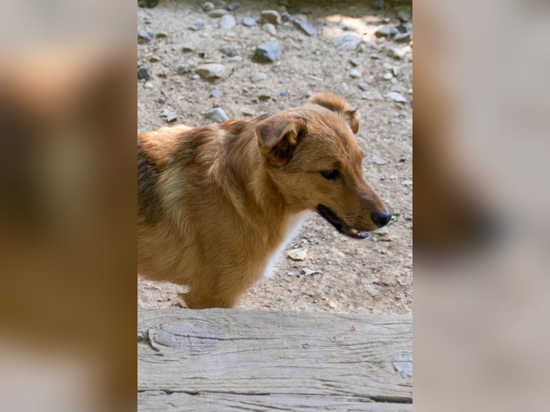 Aufgepasst - hier ist der charmante Traumhund ALAN