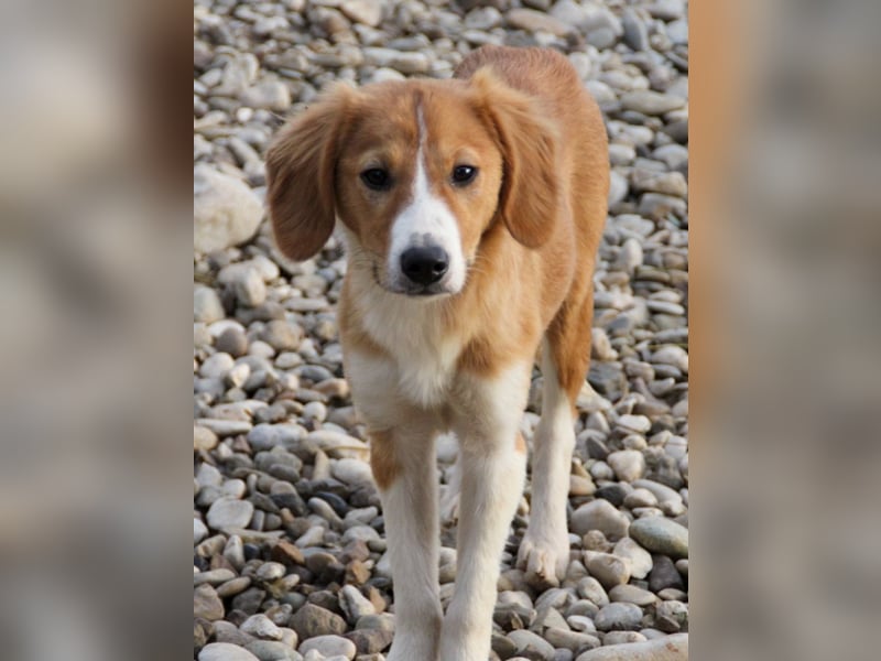 Zurückhaltende MILEY sucht geduldiges Zuhause