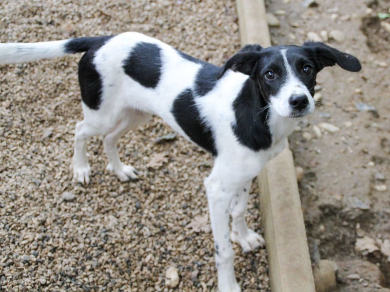 ILIAS ist ein lustiger und charmanter Hundebub