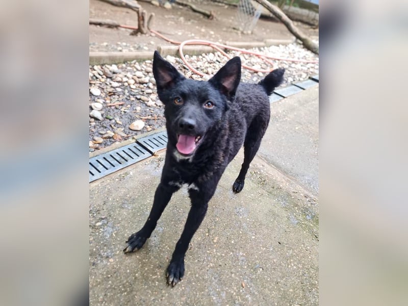 Niedliche BILLIE könnte dein Herzenshund werden