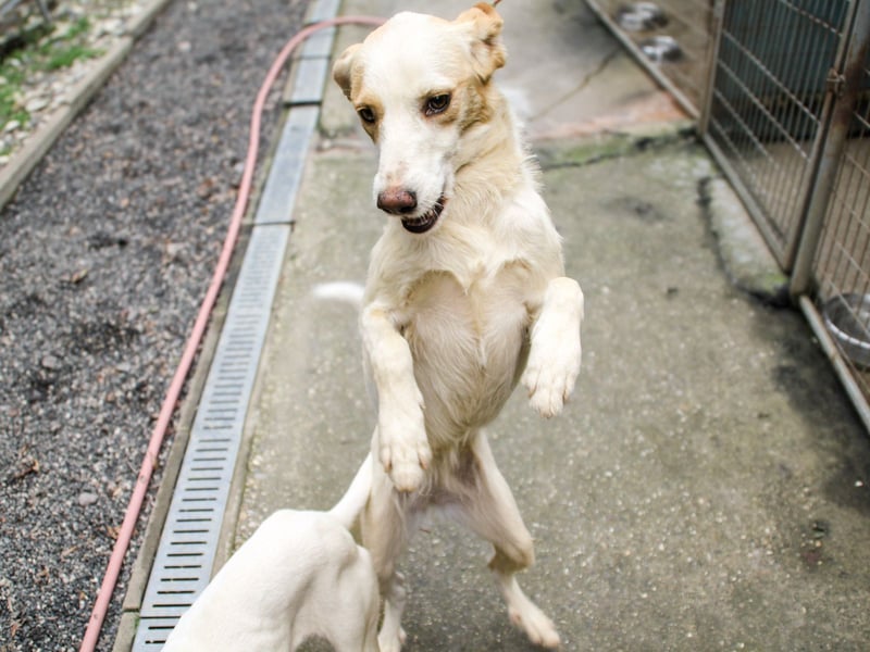 Gute-Laune-Hund LIMA möchte mit dir ins richtige Leben starten
