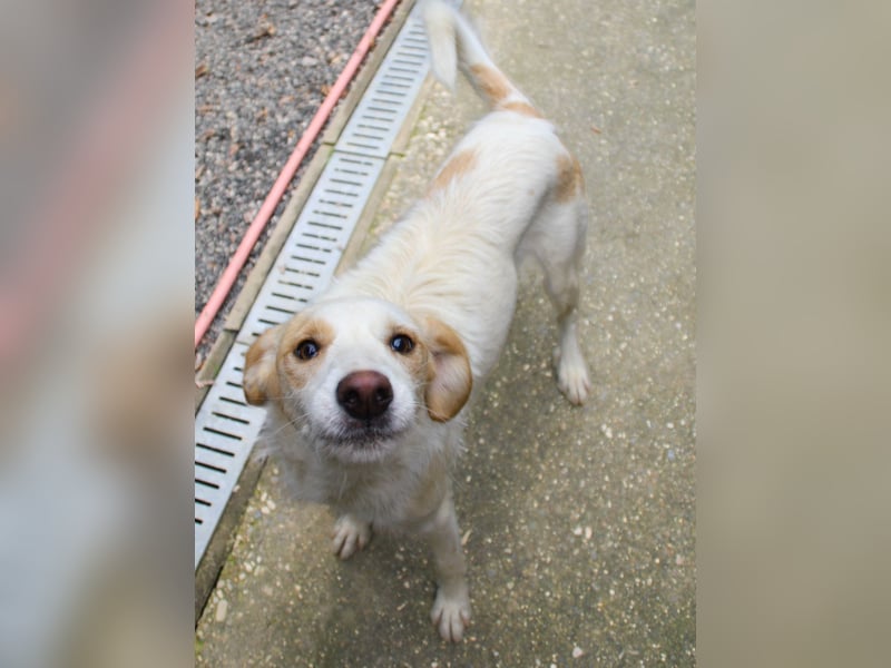 Wer hat ein Herz und ein Körbchen frei für die bezaubernde LIMA