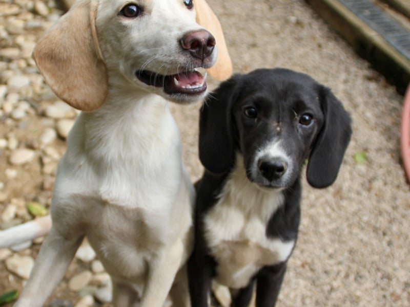 FLAVIA - wer bringt ihre Augen zum strahlen?
