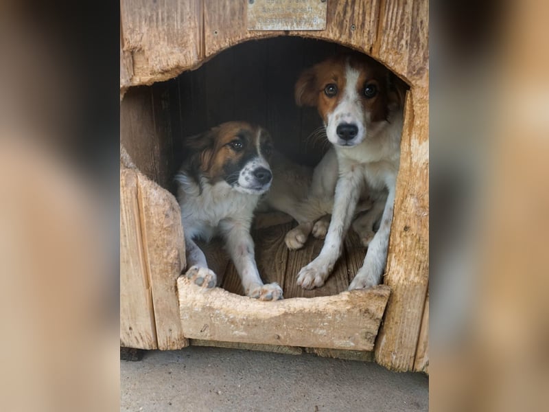 wunderhübscher WILHELM will WELTENTDECKER werden !