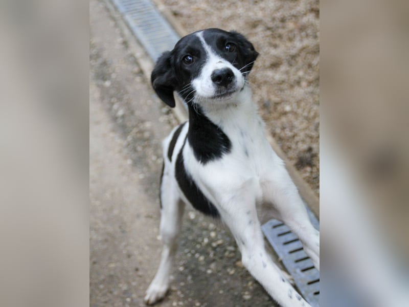 ILIAS ist ein lustiger und charmanter Hundebub