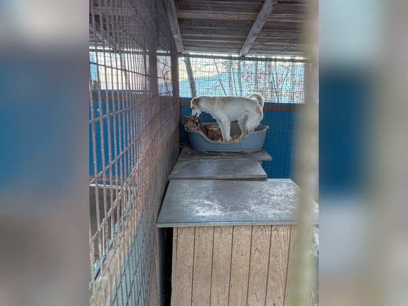 Zuckersüße LIMA ist ein Traum auf vier Pfoten