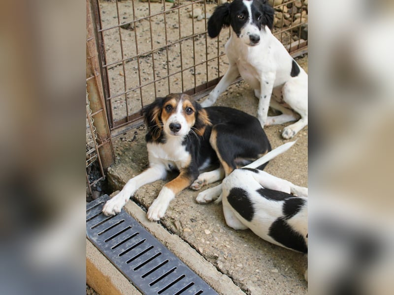 Süßer ILON - ein Herz auf 4 Pfoten