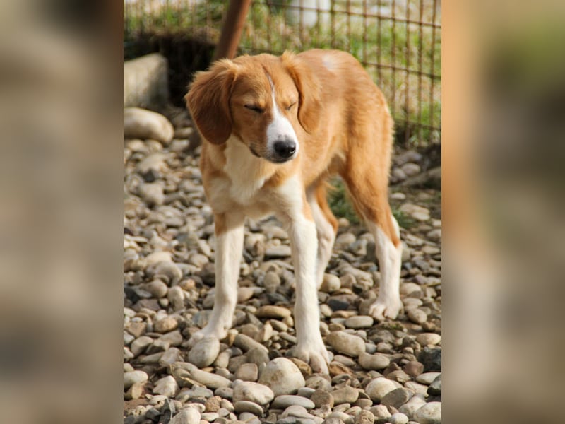 Zurückhaltende MILEY sucht geduldiges Zuhause