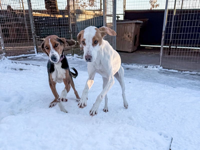 wunderschöne OFELIA, jung, schlau, friedlich