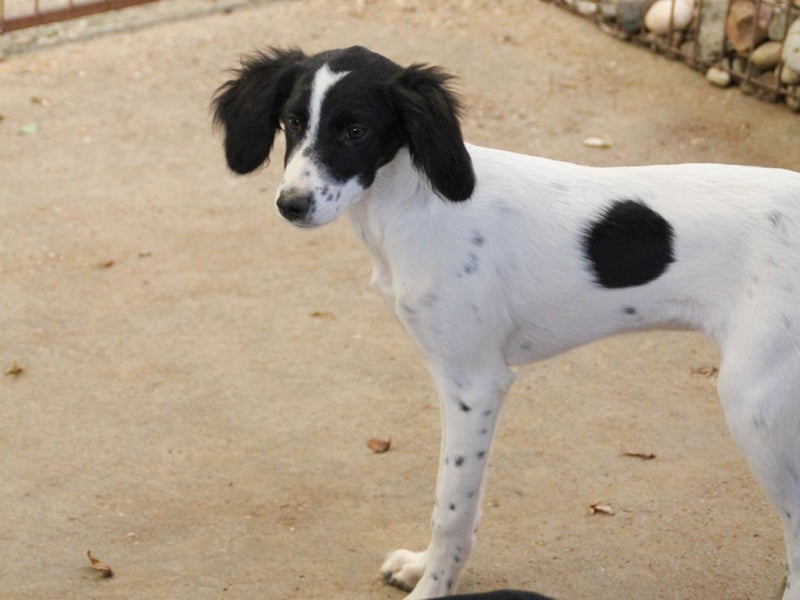 Sanfte und verschmuste IRNEA sucht ihr Kuschelkörbchen für Immer
