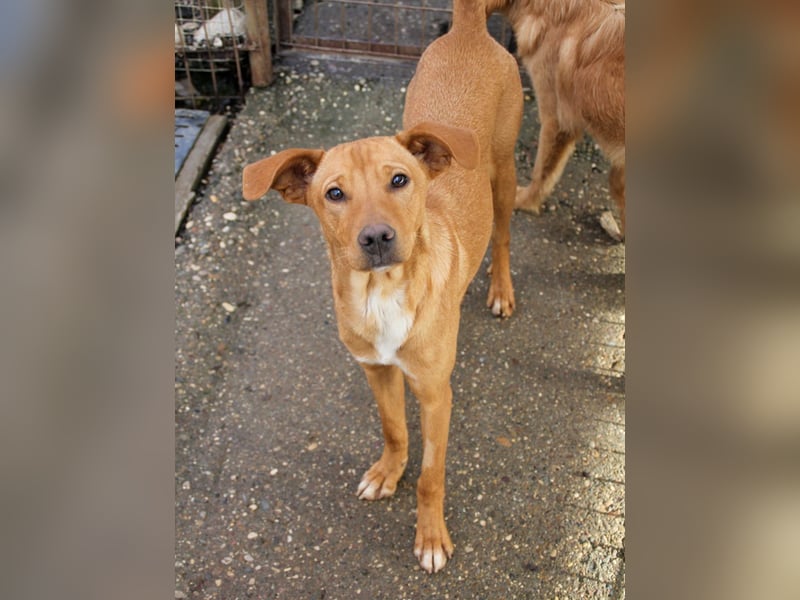 Süße MIRA ist ein Traum auf vier Pfoten