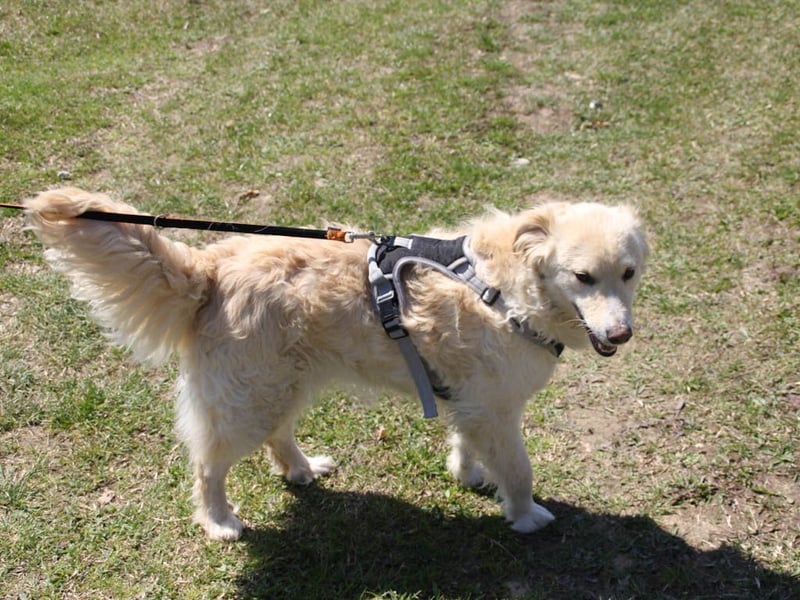 Bezaubernder MAXIM wäre gerne ein geliebtes Familienmitglied