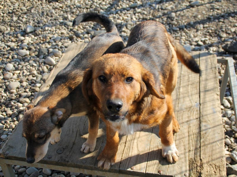 Zauberhafter DARIO - Herzenshund, Knutschkugel und Zuckerbub Zauberhafter DARIO - Herzenshund, Knutschkugel und Zuckerbub