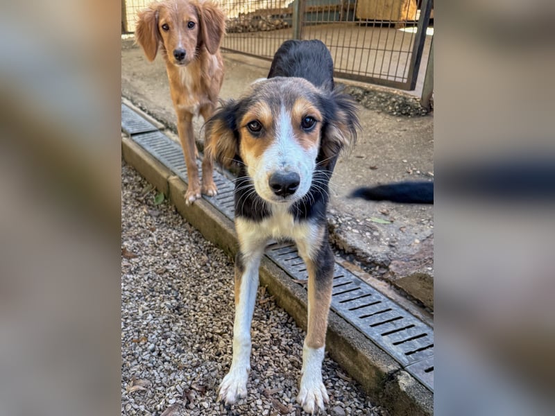 Süßer ILON - ein Herz auf 4 Pfoten