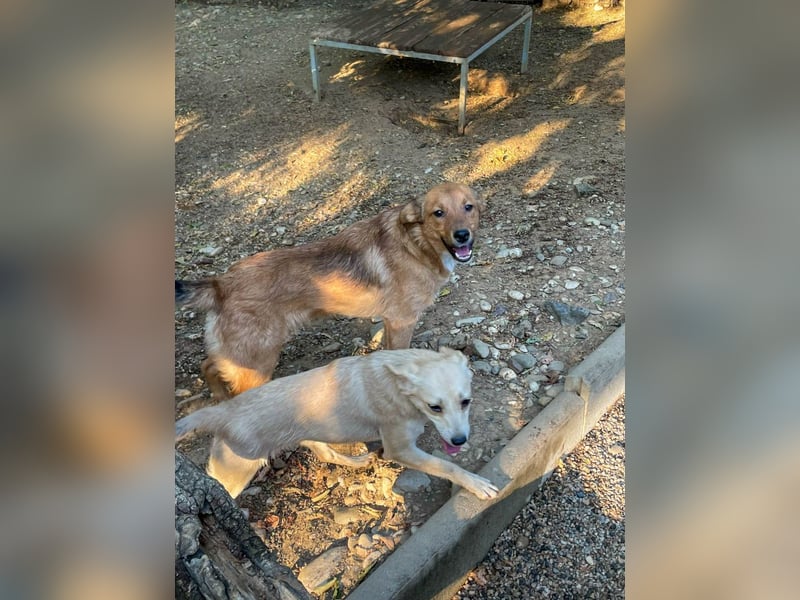 Aufgepasst - hier ist der charmante Traumhund ALAN