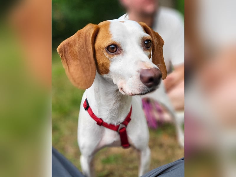 Schmusehund FICO möchte auf seiner PS in Erlangen von dir besucht werden! Komm vorbei!