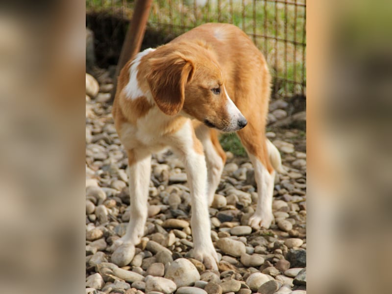 Zurückhaltende MILEY sucht geduldiges Zuhause