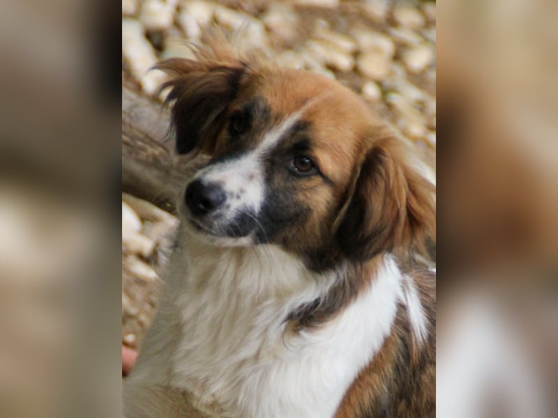 wunderschöner WILHELM sucht seine Familie