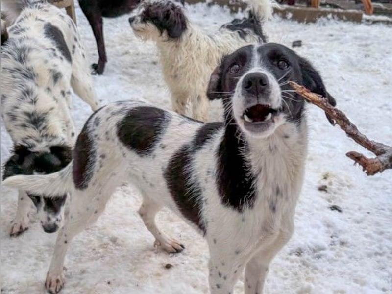 Fröhlicher Traumprinz ILIAS möchte dich verzaubern