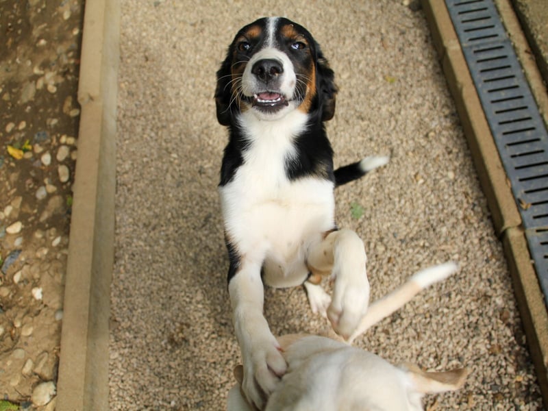 Zuckersüße LOARA - wer bringt ihre Augen zum strahlen? Zuckersüße LOARA - wer bringt ihre Augen zum strahlen?