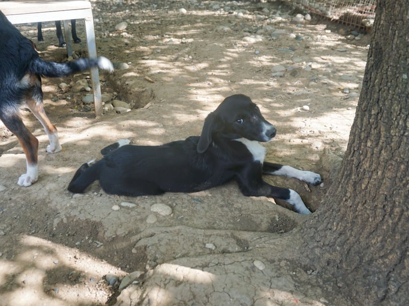 FLAVIA - wer bringt ihre Augen zum strahlen?