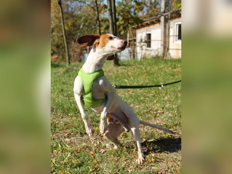 Hoppla - liebenswerter FICO möchte on tour gehen