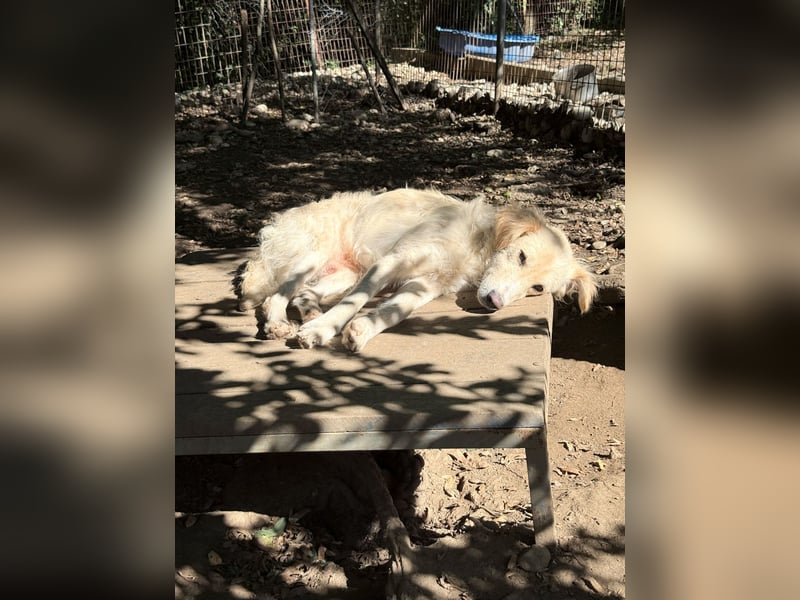 Wer gibt dem charmanten Hundebub MAXIM ein Zuhause