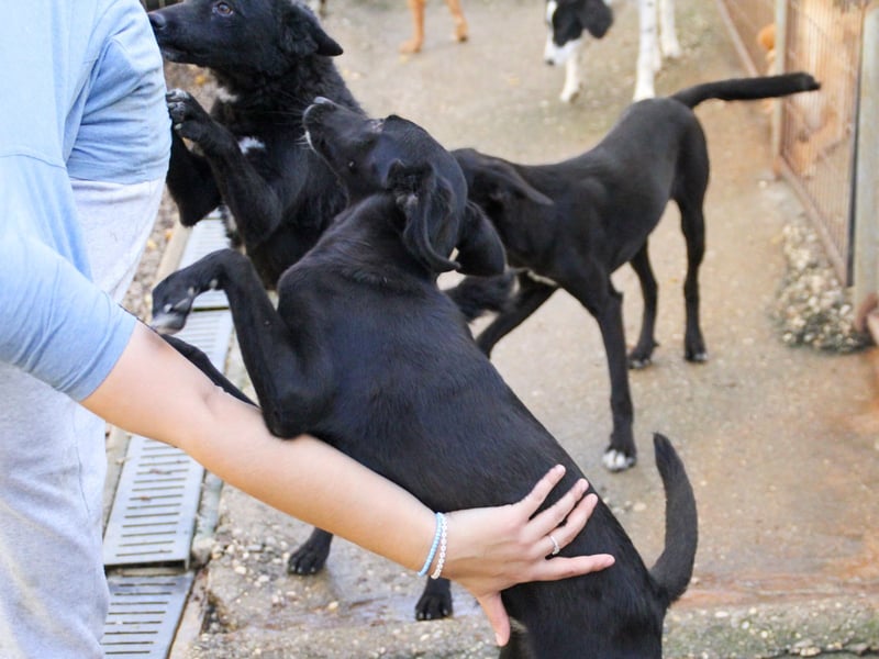 Bäuchleinkrauler gesucht für zuckersüße IRMA gesucht !