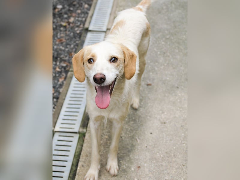 Wer hat ein Herz und ein Körbchen frei für die bezaubernde LIMA