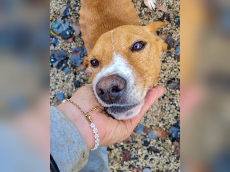 Freundlicher BARK möchte dich um seine hübschen Pfoten wickeln