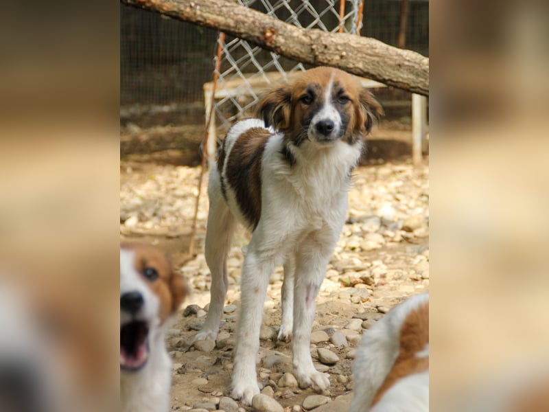 wunderschöner WILHELM sucht seine Familie