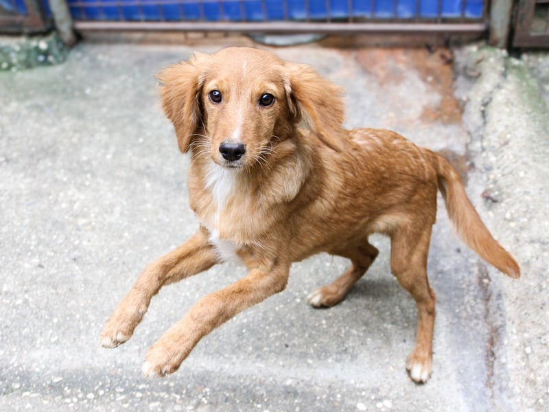 Charmanter IGOR sucht ein liebevolles Zuhause Charmanter IGOR sucht ein liebevolles Zuhause