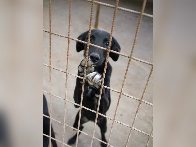 ISIDORA sucht Kuschelpartner fürs Leben