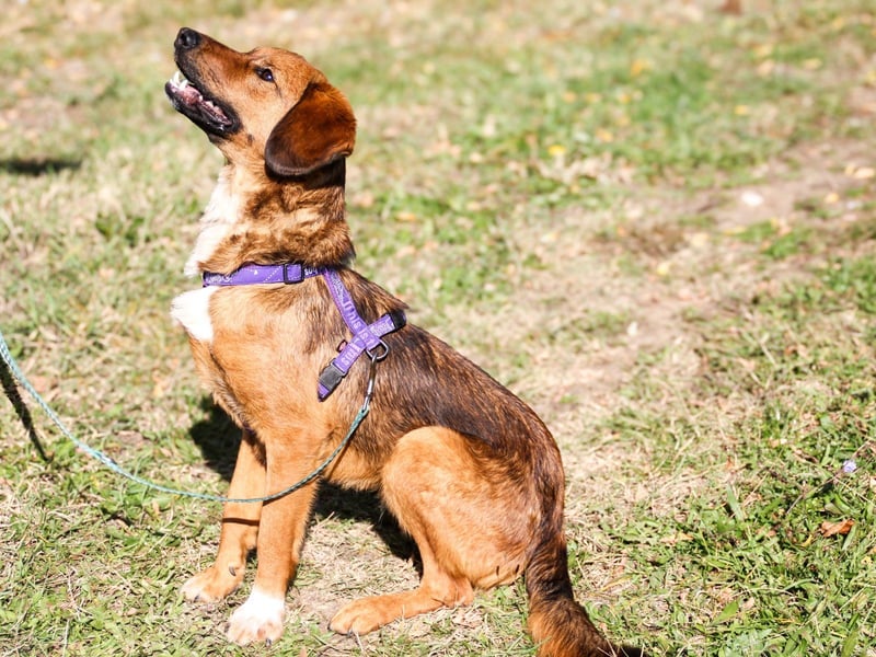 Zauberhafter DARIO - Herzenshund, Knutschkugel und Zuckerbub