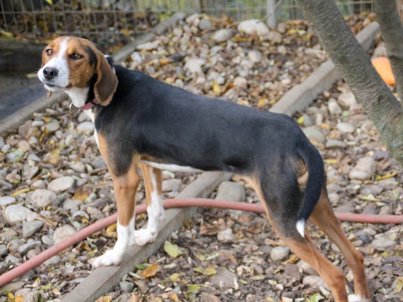 wunderschöne OFELIA, jung, schlau, friedlich