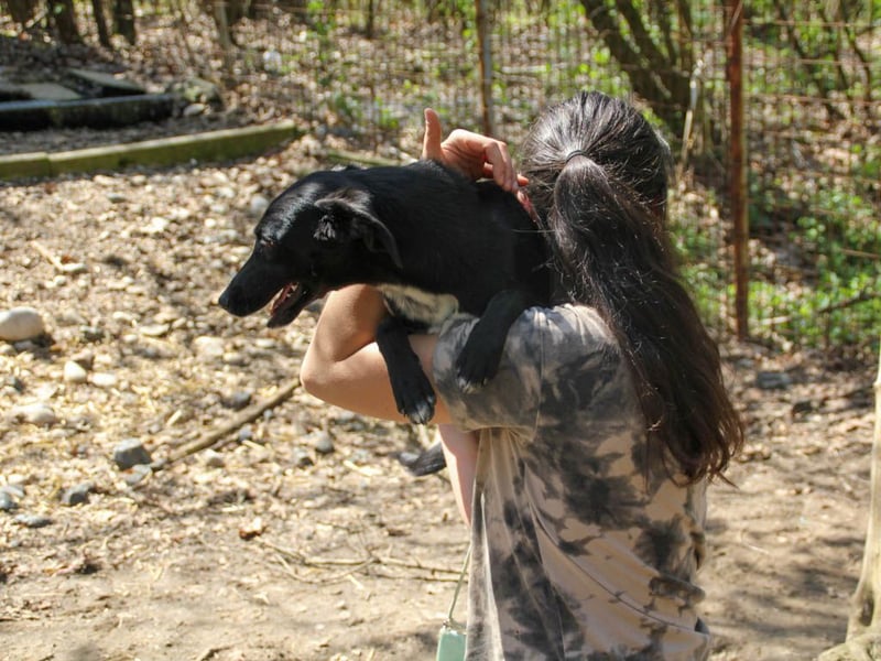 Black Beauty - bezaubernde Hundelady IRMA hofft auf ein liebevolles Zuhause