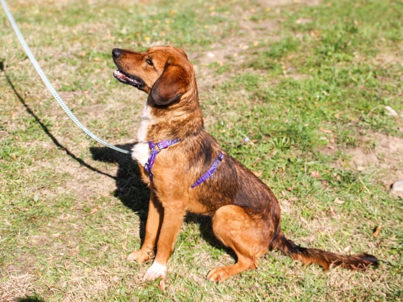 Zauberhafter DARIO - Herzenshund, Knutschkugel und Zuckerbub