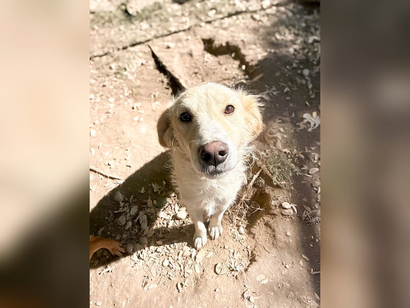 Herzensmensch gesucht - lieber MAXIM hofft auf sein Glück