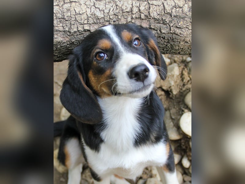 Verspielte, freundiche und verschmuste LOARA sucht ihr liebevolles Zuhause