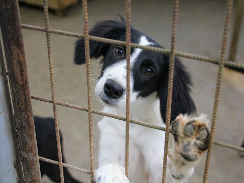 Sanfte und verschmuste IRNEA sucht ihr Kuschelkörbchen für Immer