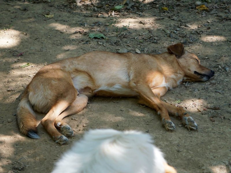 SVEN, liebenswerter Rentner sucht seinen Herzensmensch SVEN, liebenswerter Rentner sucht seinen Herzensmensch
