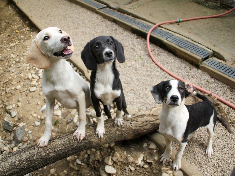 TIAGO - will Dich verzaubern TIAGO - will Dich verzaubern