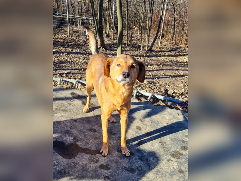 SVEN, liebenswerter Rentner sucht seinen Herzensmensch SVEN, liebenswerter Rentner sucht seinen Herzensmensch