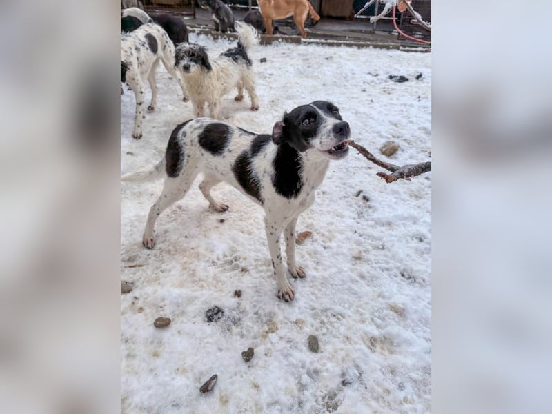 Fröhlicher Traumprinz ILIAS möchte dich verzaubern