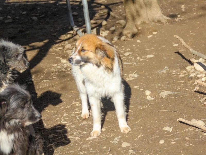 WILHELM wunderhübsch und schlau !