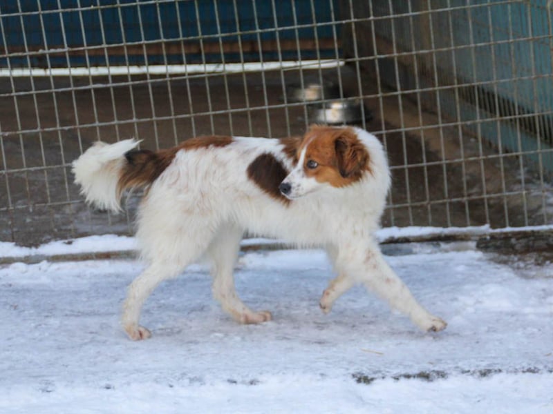 Halli-Hallo, ich FRIEDRICH, suche ein liebevolles Zuhause